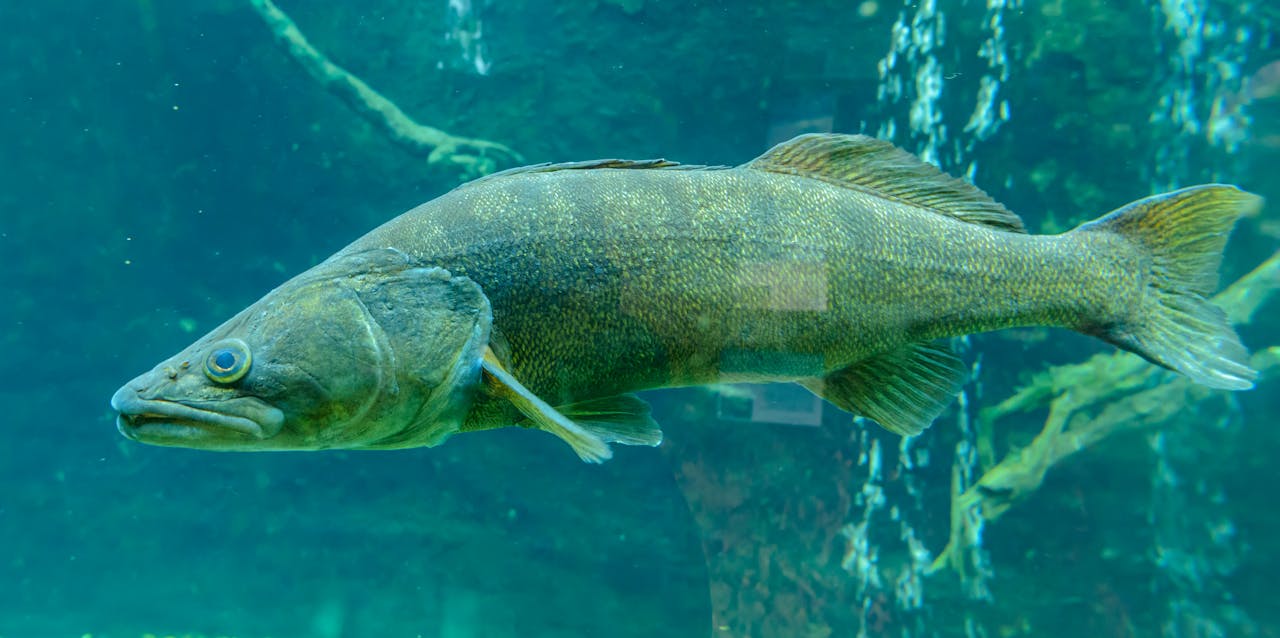 Detailed close-up image of a walleye swimming underwater in an aquarium.