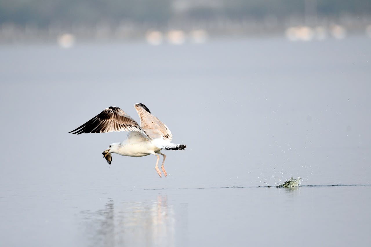 A seagull gracefully catching a fish over calm waters with a soft background.