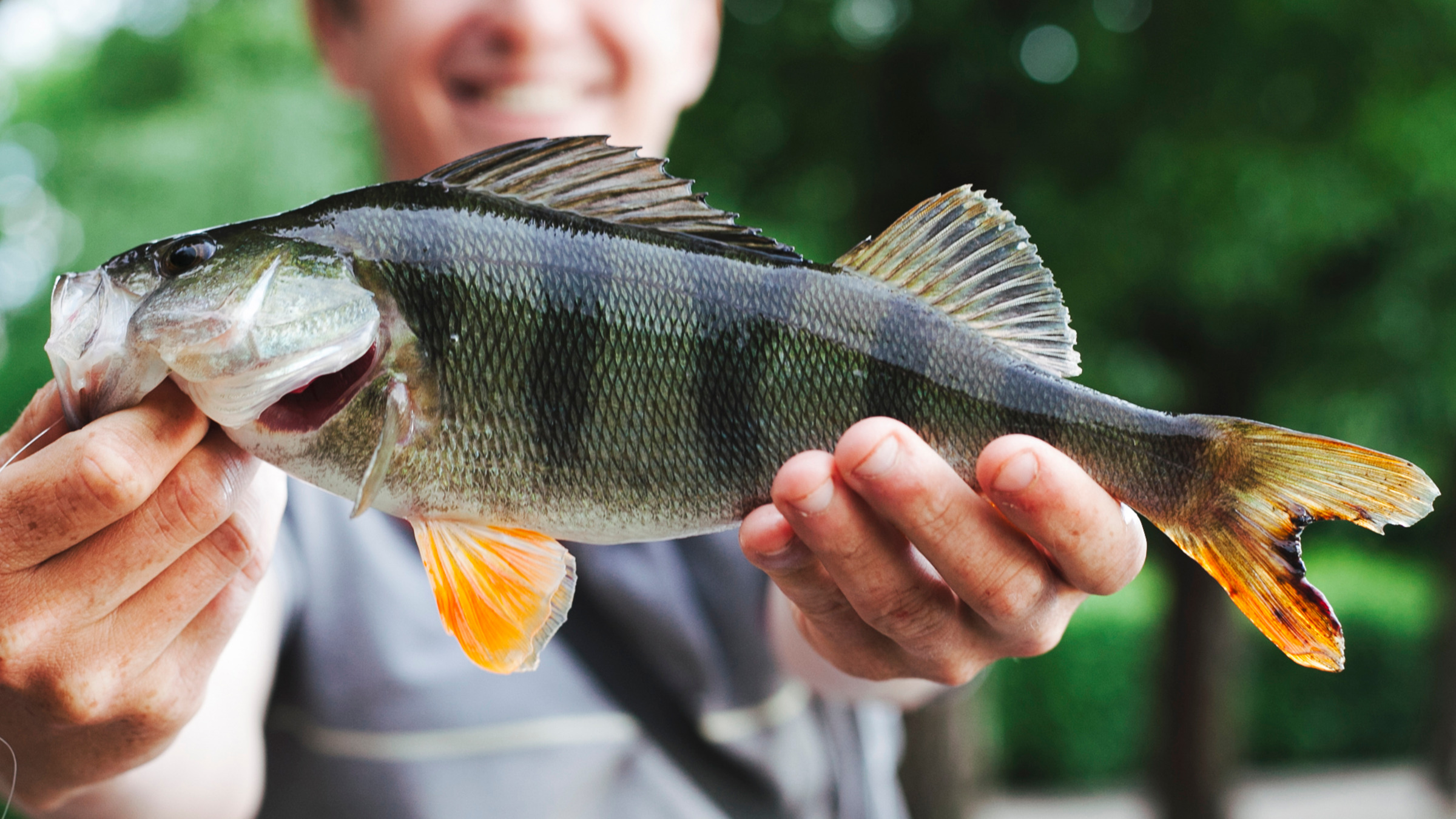 Raubfischarten barsch