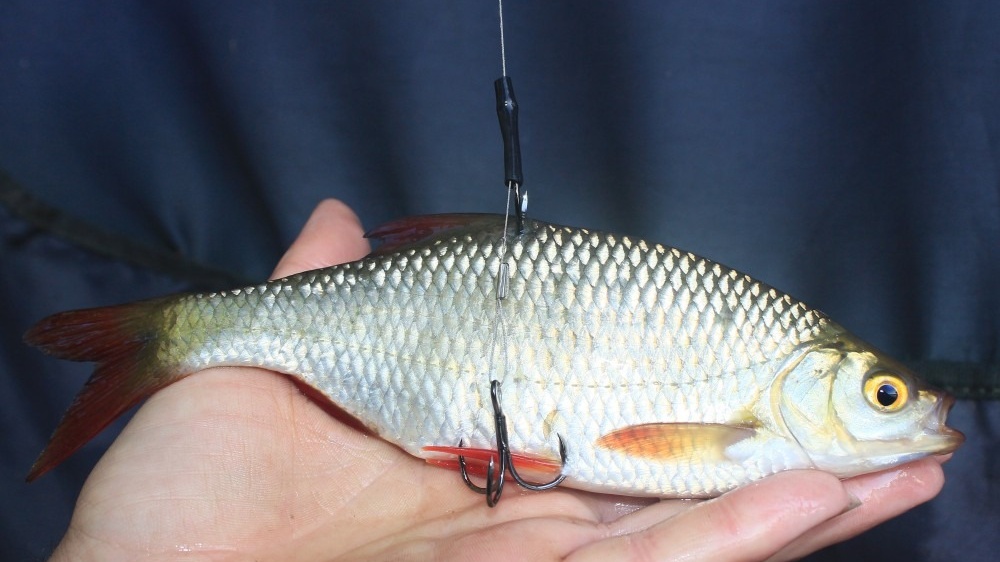 koederfisch cropped 1