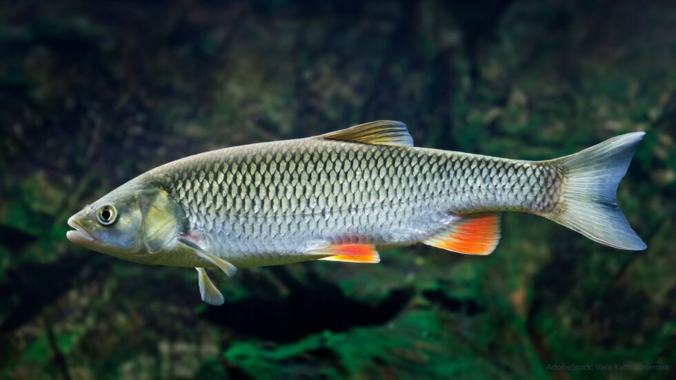 Raubfischarten döbel