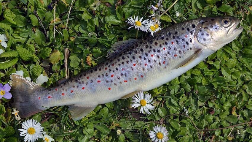Raubfischarten forelle cropped