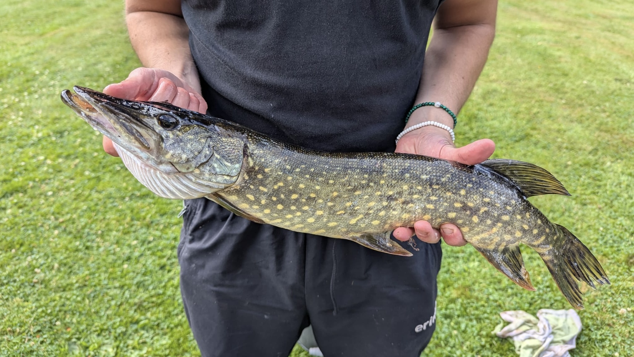 Raubfischarten hecht cropped