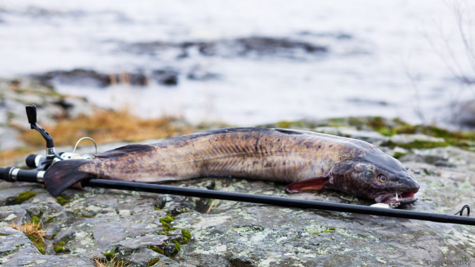 Raubfischarten quappe