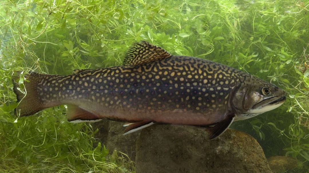 Raubfischarten saibling cropped