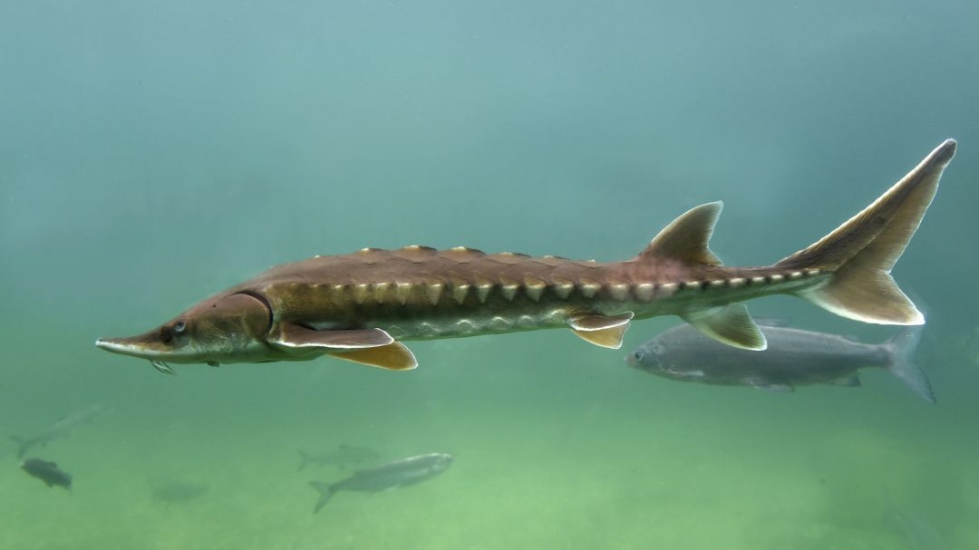 Raubfischarten stör cropped