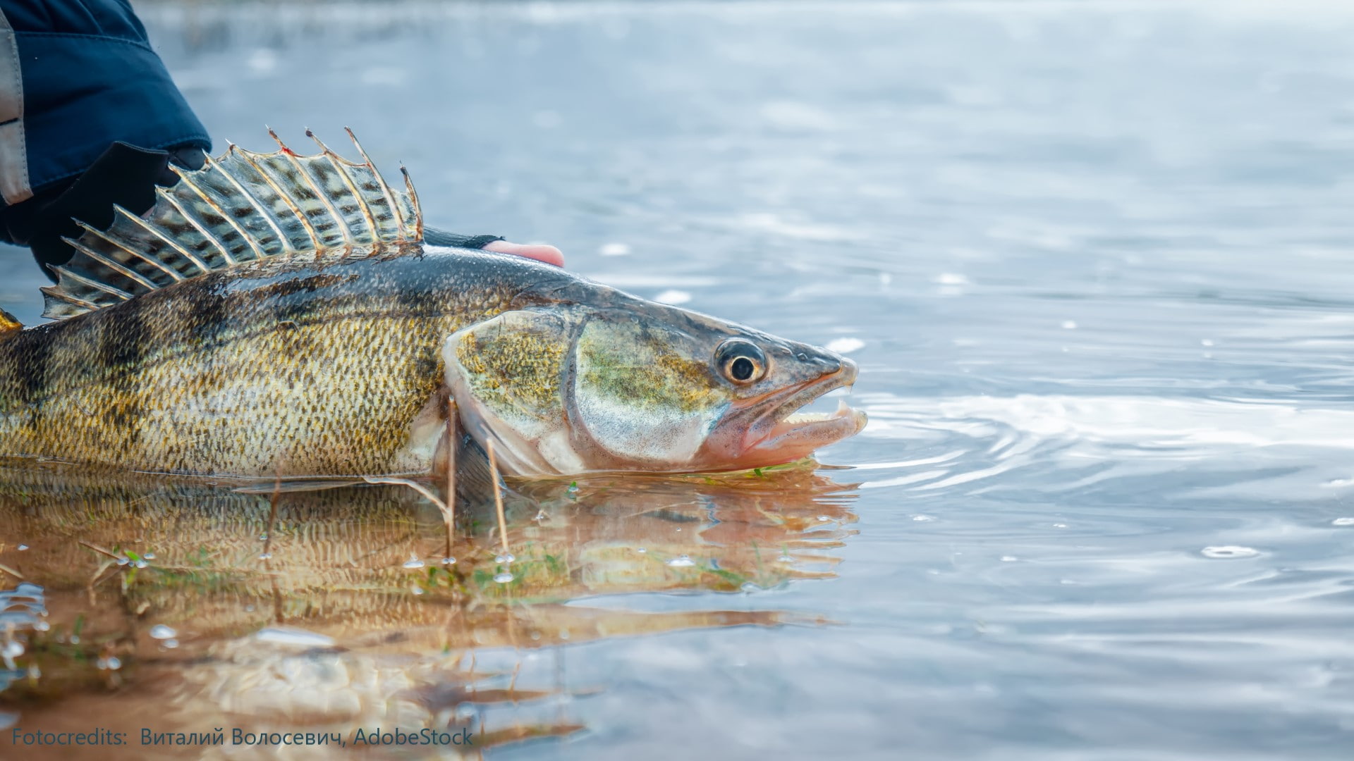 Raubfischarten zander